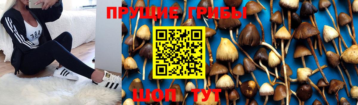 Галлюциногенные грибы Psilocybine cubensis  Псилоцибиновые грибы GOLDEN TEACHER  Благодарный  Вход с VPN 